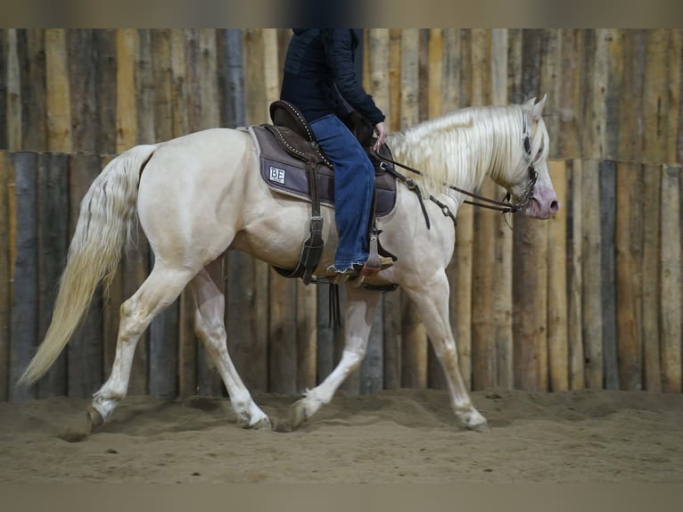 American Quarter Horse Stallone 5 Anni 152 cm Cremello in Brandon