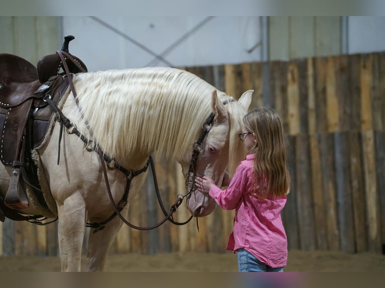 American Quarter Horse Stallone 5 Anni 152 cm Cremello in Brandon