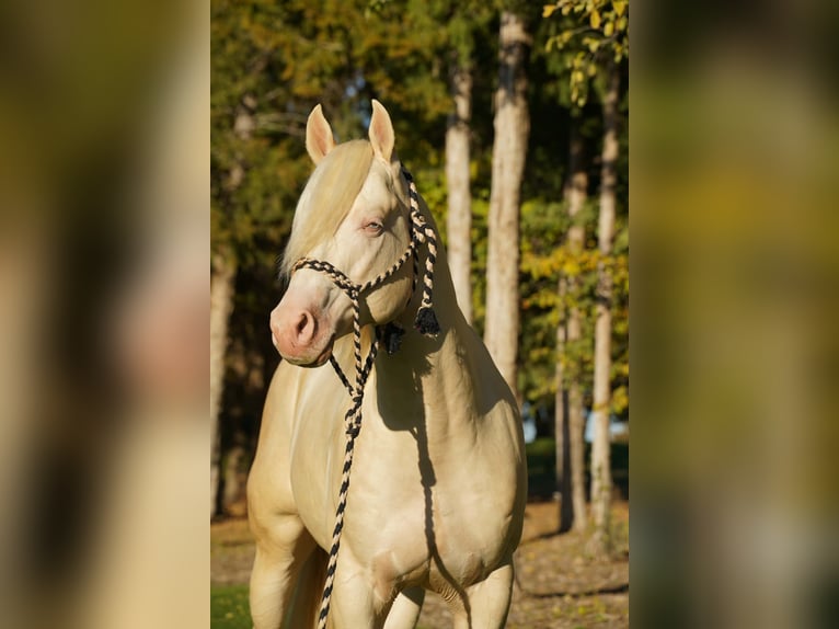 American Quarter Horse Stallone 5 Anni 152 cm Cremello in Brandon