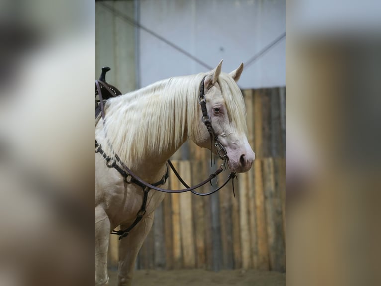 American Quarter Horse Stallone 5 Anni 152 cm Cremello in Brandon