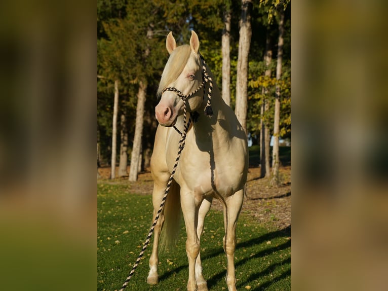 American Quarter Horse Stallone 5 Anni 152 cm Cremello in Brandon