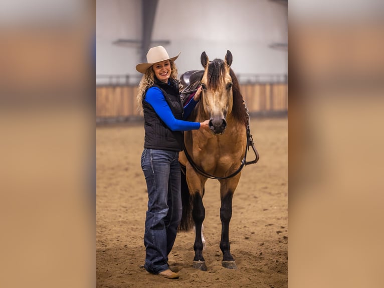 American Quarter Horse Stallone 5 Anni 152 cm Pelle di daino in Canistota