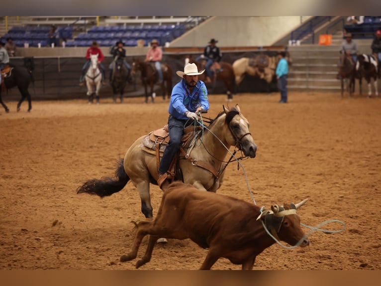 American Quarter Horse Stallone 5 Anni 152 cm Pelle di daino in Canistota