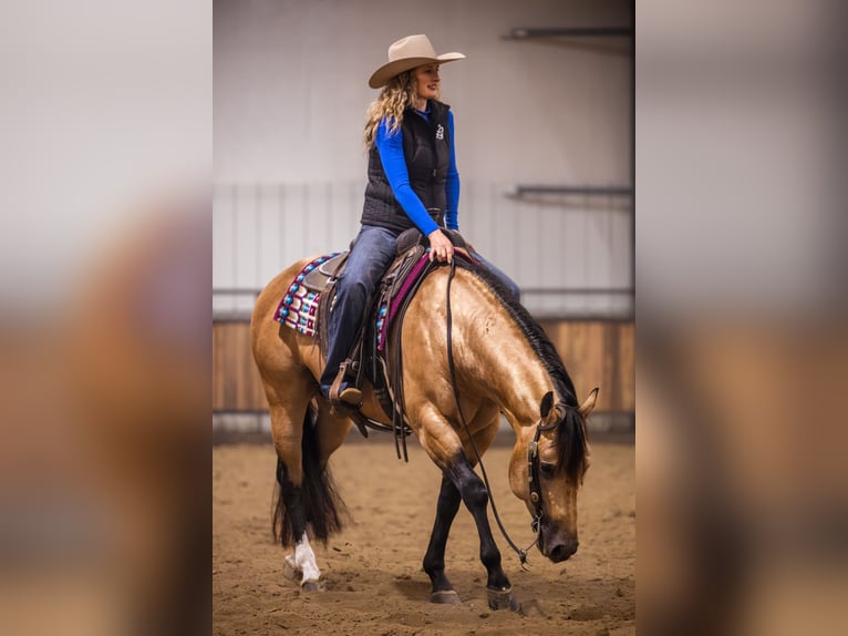 American Quarter Horse Stallone 5 Anni 152 cm Pelle di daino in Canistota