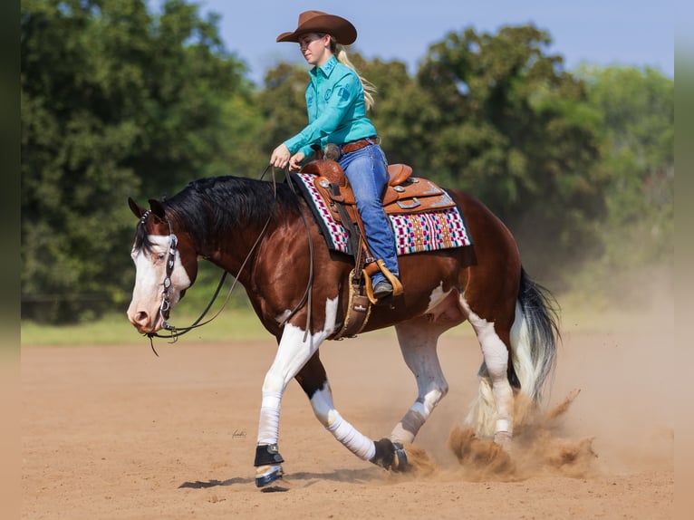 American Quarter Horse Stallone 5 Anni 152 cm in Aubrey, TX