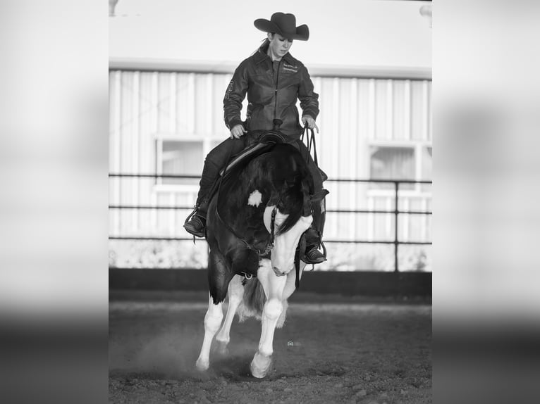 American Quarter Horse Stallone 5 Anni 152 cm in Aubrey, TX