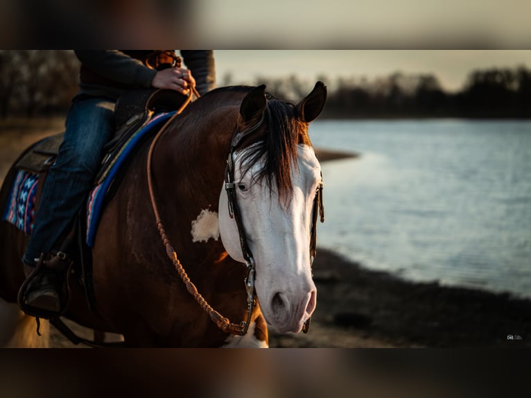 American Quarter Horse Stallone 5 Anni 152 cm in Aubrey, TX