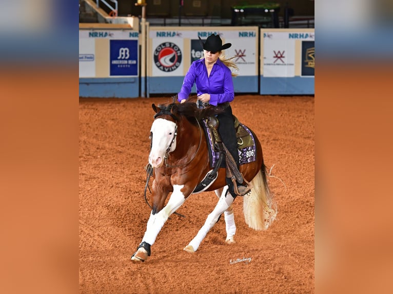 American Quarter Horse Stallone 5 Anni 152 cm in Aubrey, TX