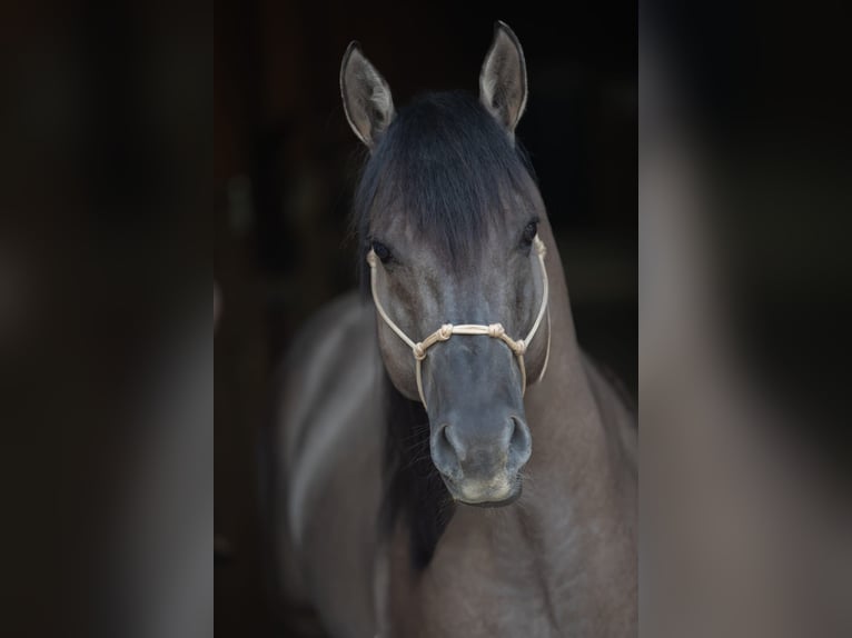 American Quarter Horse Stallone 5 Anni Grullo in Hartenfels