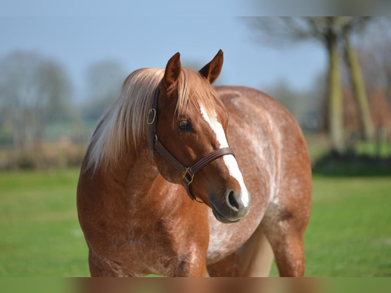 American Quarter Horse Stallone 5 Anni  in Kamp-Lintfort