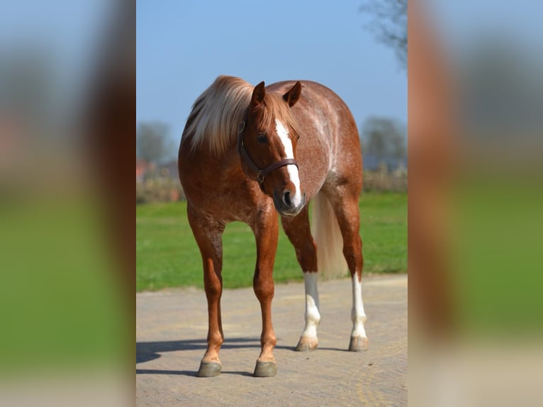 American Quarter Horse Stallone 5 Anni  in Kamp-Lintfort