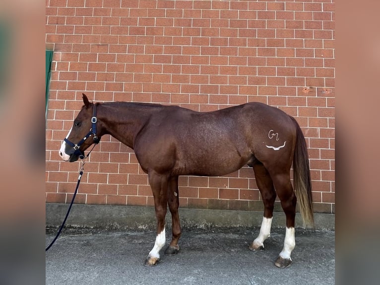 American Quarter Horse Stallone 6 Anni 143 cm Sauro in Costigliole Saluzzo