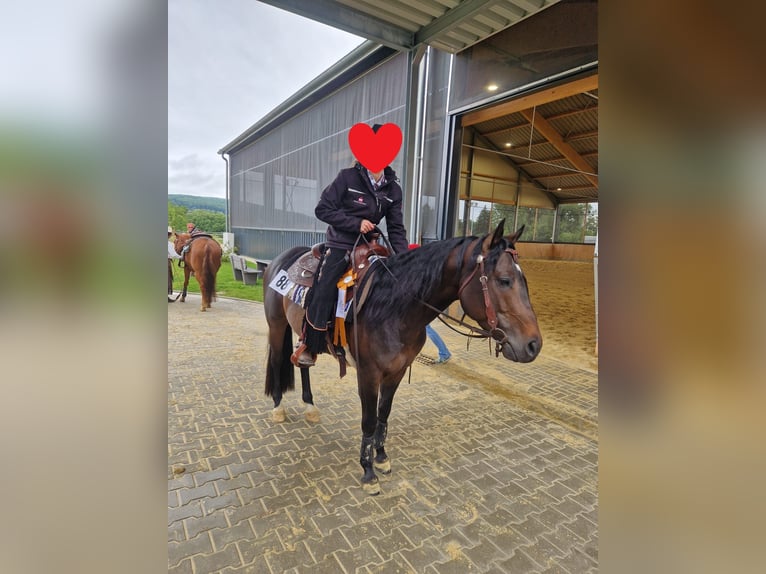 American Quarter Horse Stallone 6 Anni 148 cm Baio in Winsen (Aller)