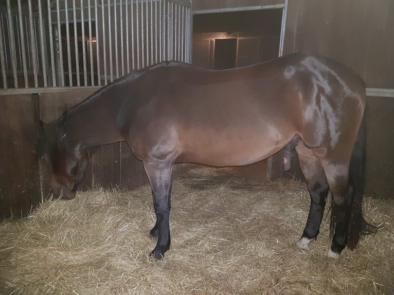 American Quarter Horse Stallone 6 Anni 148 cm Baio in Winsen (Aller)