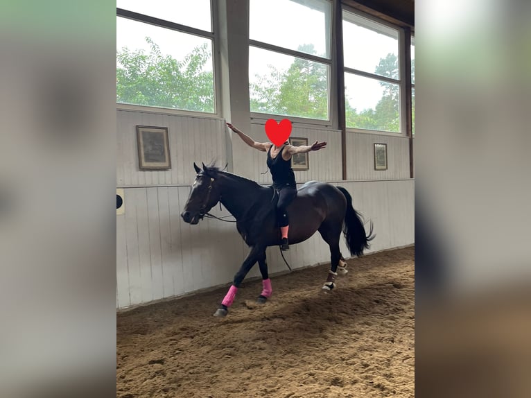 American Quarter Horse Stallone 6 Anni 148 cm Baio in Winsen (Aller)