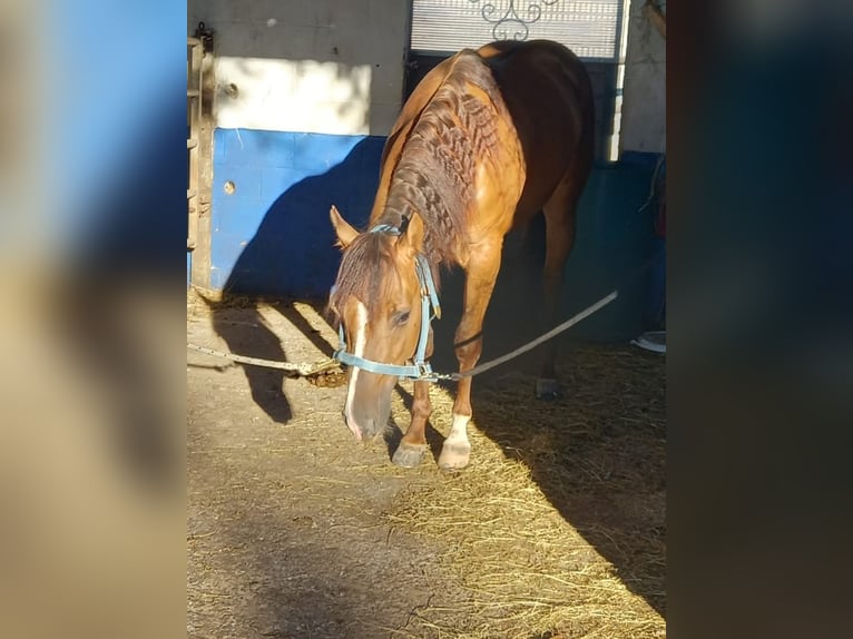 American Quarter Horse Stallone 6 Anni 153 cm in Xhoris