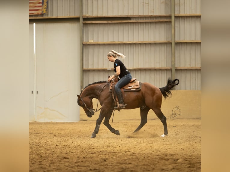 American Quarter Horse Stallone 6 Anni 155 cm Baio scuro in Almkerk