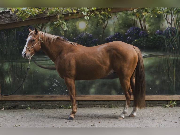 American Quarter Horse Stallone 6 Anni 155 cm Sauro ciliegia in Wouwse Plantage