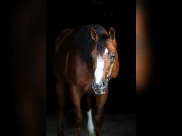 American Quarter Horse Stallone 6 Anni Sauro scuro in Eloy