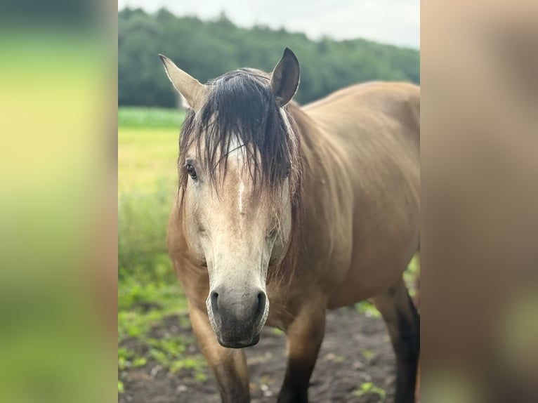American Quarter Horse Stallone 7 Anni 148 cm Pelle di daino in Himmelpforten