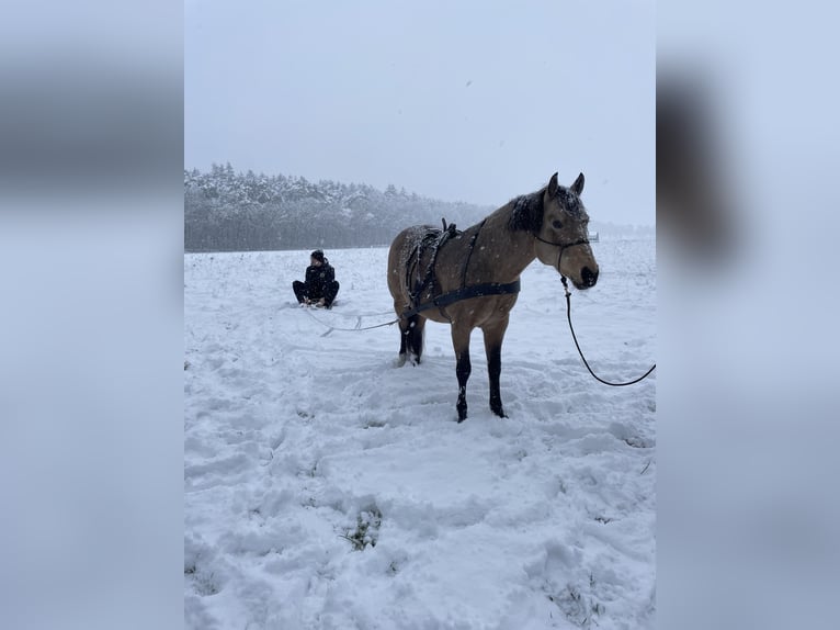 American Quarter Horse Stallone 7 Anni 148 cm Pelle di daino in Himmelpforten