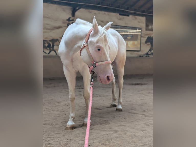 American Quarter Horse Stallone 7 Anni 150 cm Bianco in Amberg