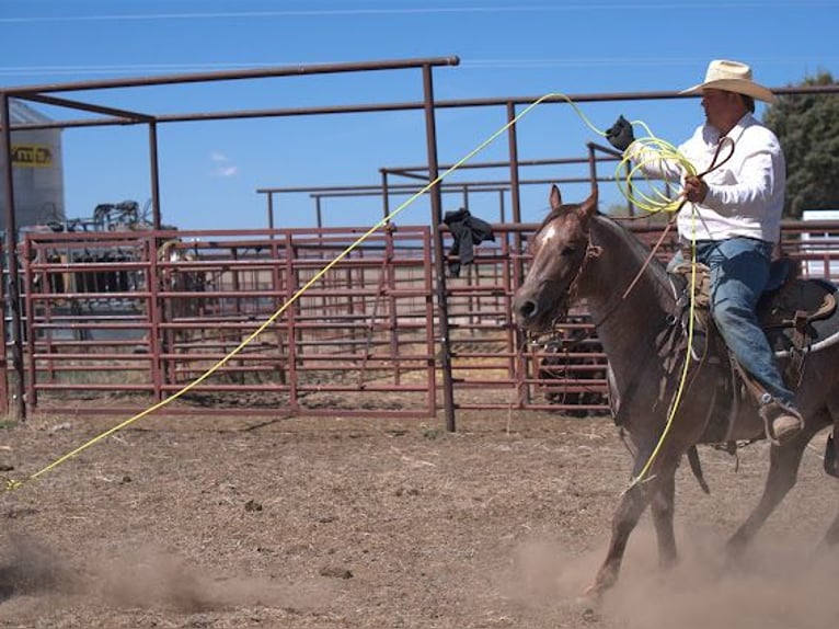 American Quarter Horse Stallone 7 Anni Roano rosso in Menan