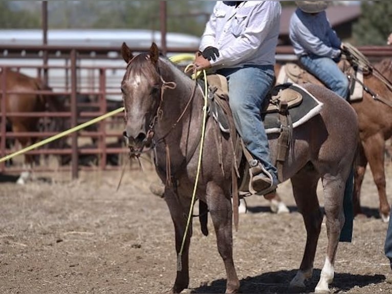 American Quarter Horse Stallone 7 Anni Roano rosso in Menan