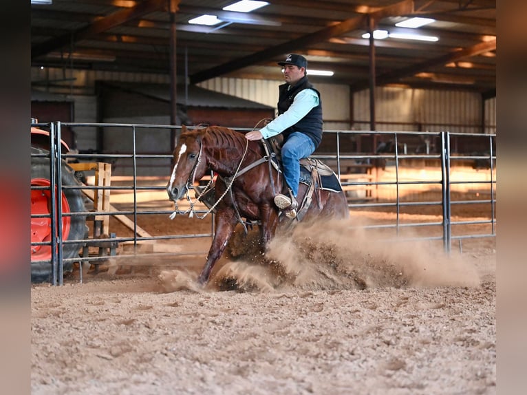 American Quarter Horse Stallone 8 Anni 147 cm Sauro ciliegia in Waco