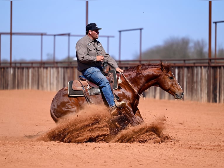 American Quarter Horse Stallone 8 Anni 147 cm Sauro ciliegia in Waco
