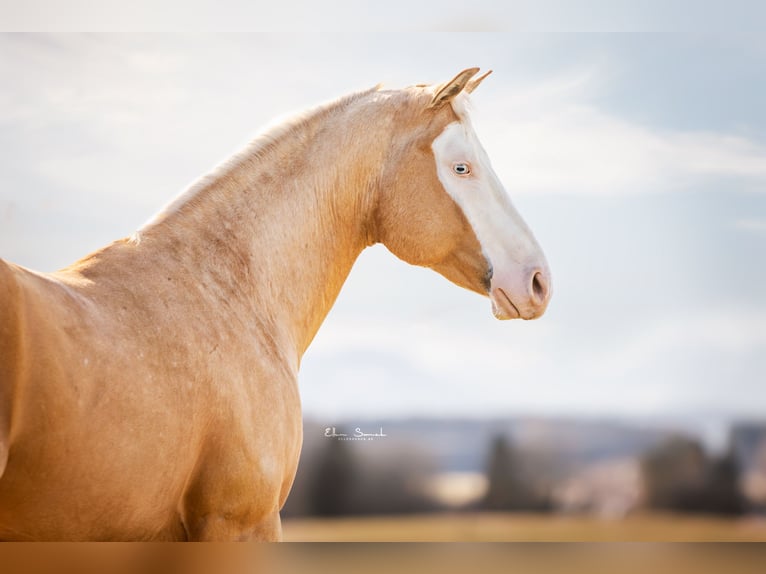 American Quarter Horse Stallone 8 Anni 156 cm Palomino in Haldenwang