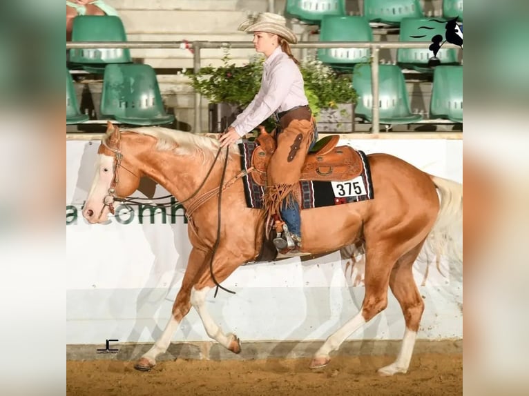 American Quarter Horse Stallone 8 Anni 156 cm Palomino in Haldenwang