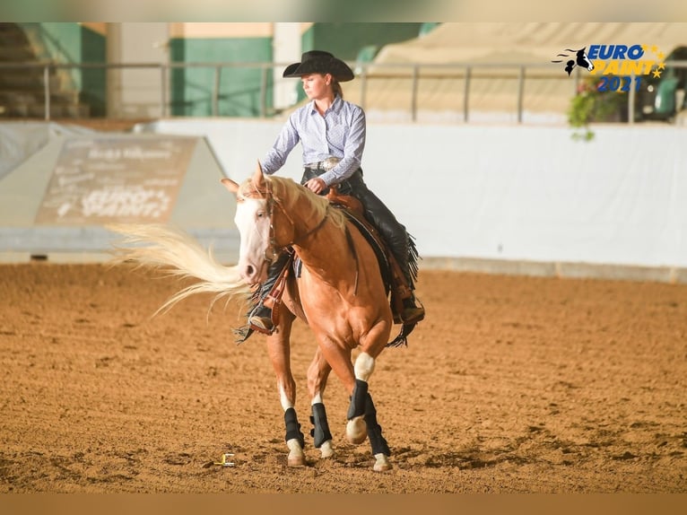 American Quarter Horse Stallone 8 Anni 156 cm Palomino in Haldenwang