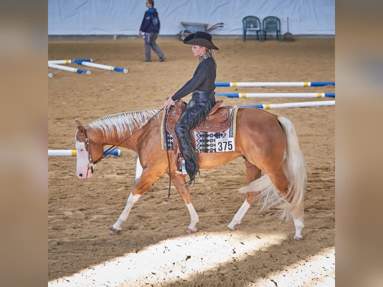 American Quarter Horse Stallone 8 Anni 156 cm Palomino in Haldenwang