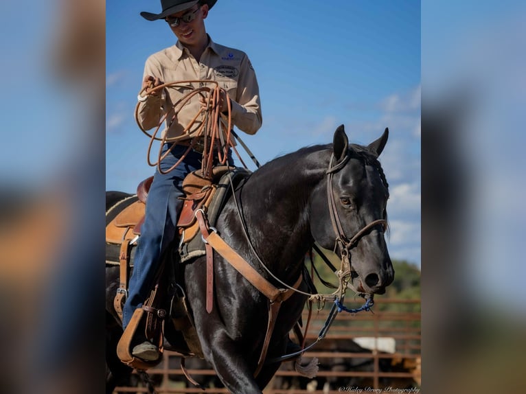 American Quarter Horse Stallone 9 Anni 147 cm Morello in Auburn