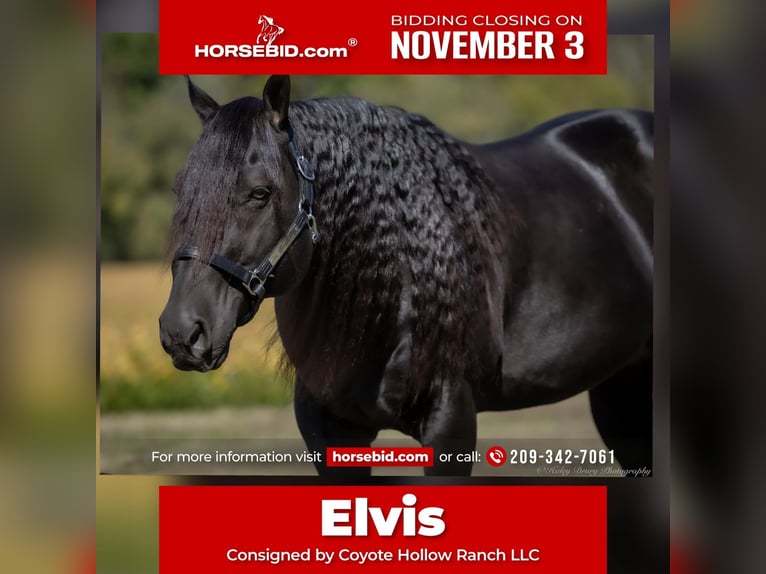 American Quarter Horse Stallone 9 Anni 147 cm Morello in Auburn