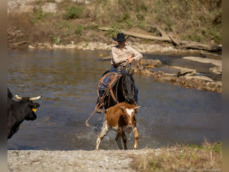American Quarter Horse Stallone 9 Anni 147 cm Morello in Auburn