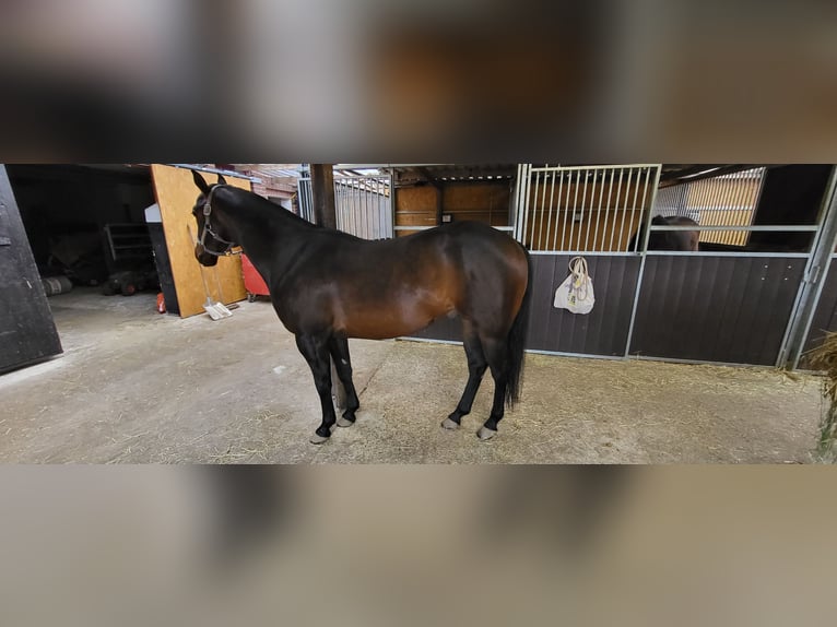 American Quarter Horse Stallone 9 Anni 152 cm Falbo in Rheinberg