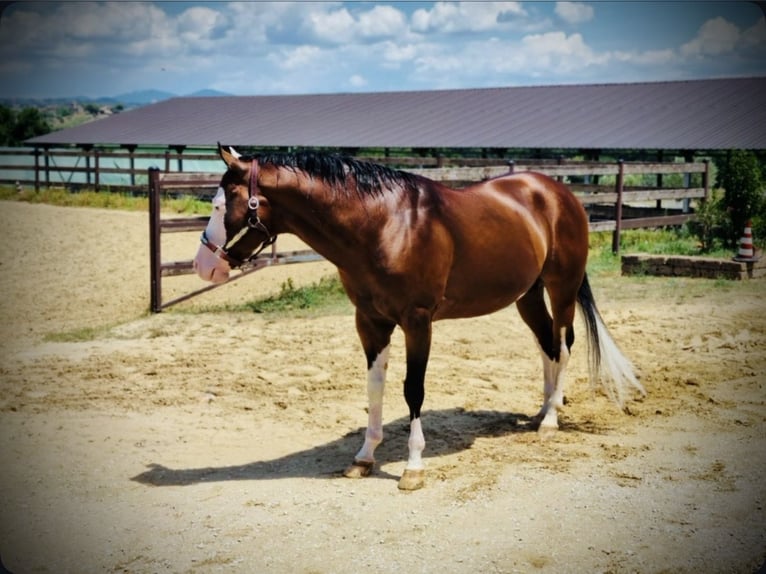 American Quarter Horse Stallone Baio ciliegia in Narni