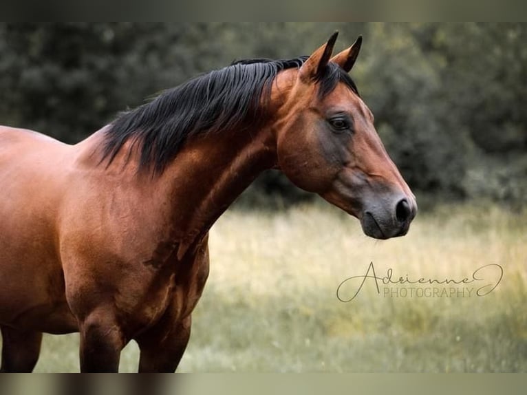 American Quarter Horse Stallone Baio in Fichtelberg