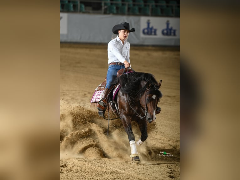 American Quarter Horse Stallone Baio in Laubach