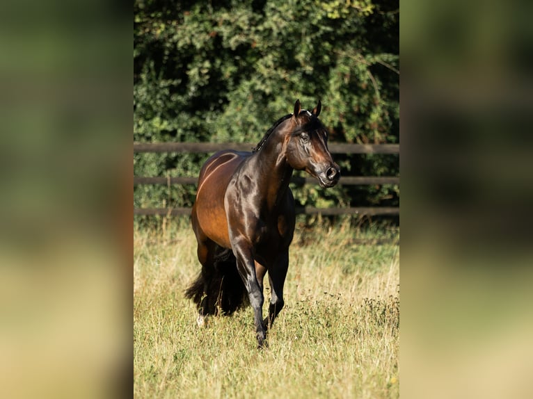 American Quarter Horse Stallone Baio scuro in Aspach