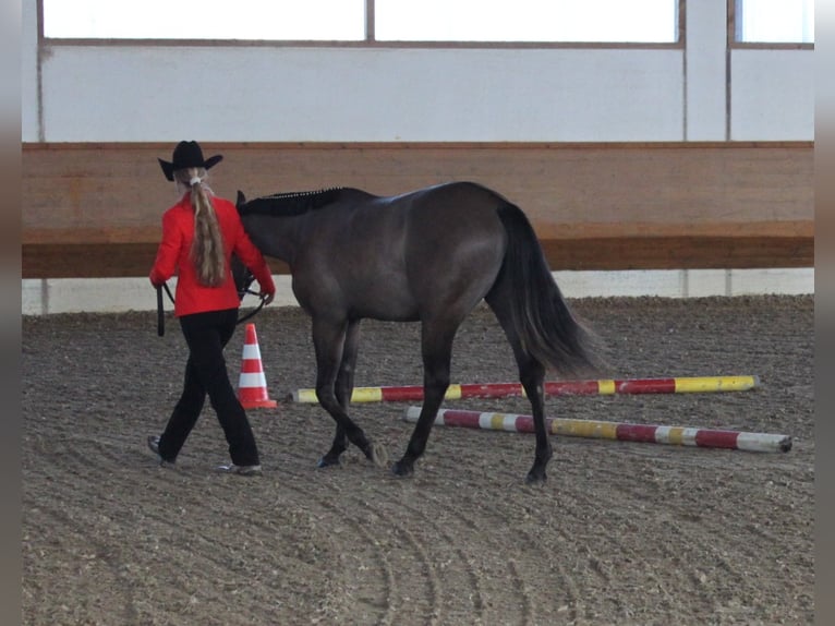 American Quarter Horse Stallone Grullo in Mellingen