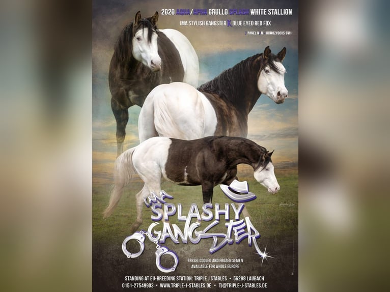 American Quarter Horse Stallone Grullo in Bell
