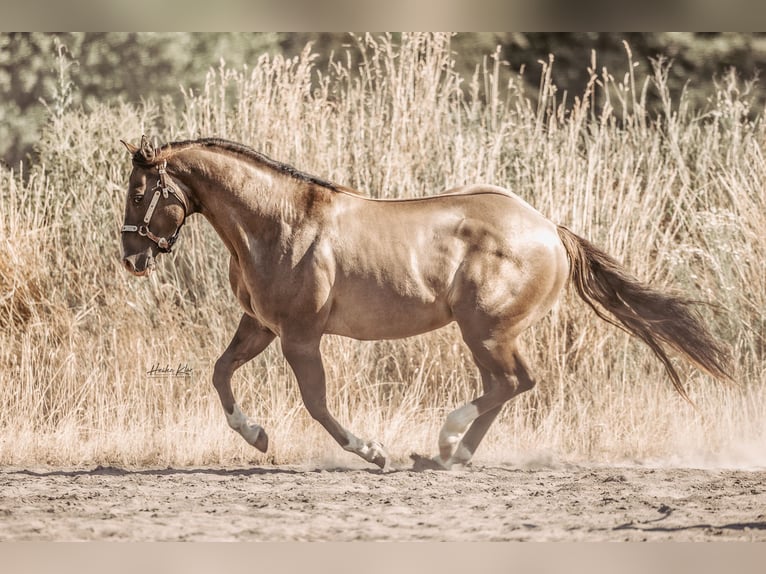 American Quarter Horse Stallone Grullo in Waldshut-Tiengen