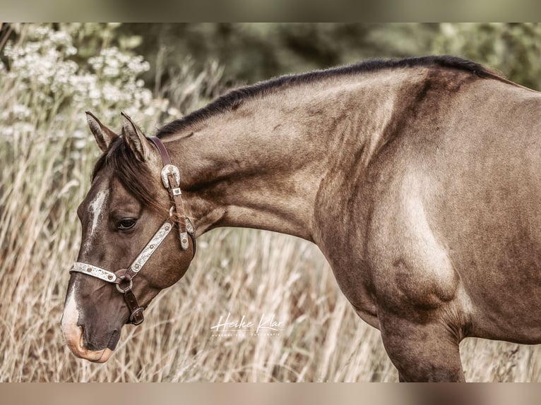 American Quarter Horse Stallone Grullo in Waldshut-Tiengen