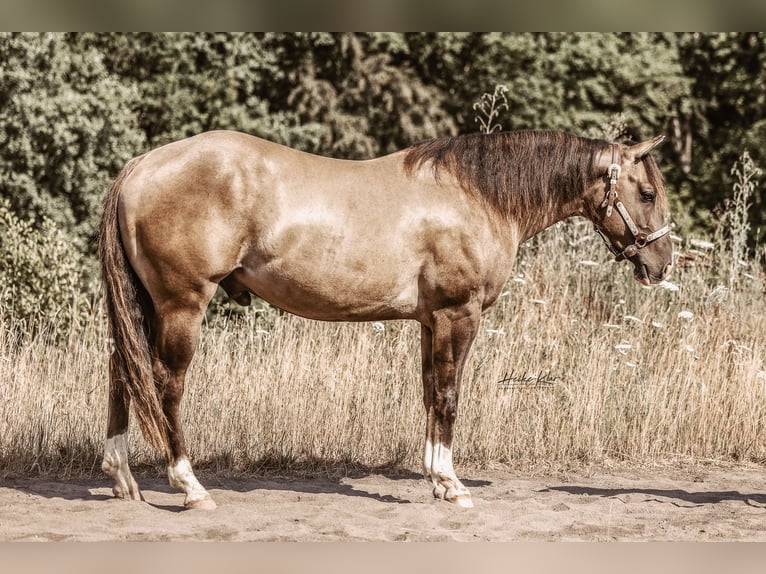 American Quarter Horse Stallone Grullo in Waldshut-Tiengen