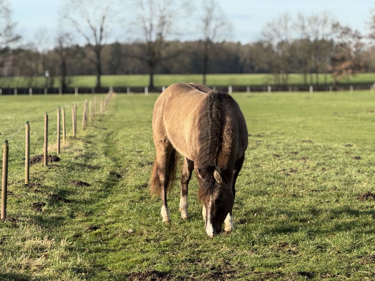 American Quarter Horse Stallone Grullo in Haselünne