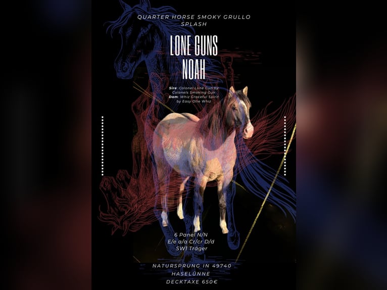 American Quarter Horse Stallone Grullo in Haselünne