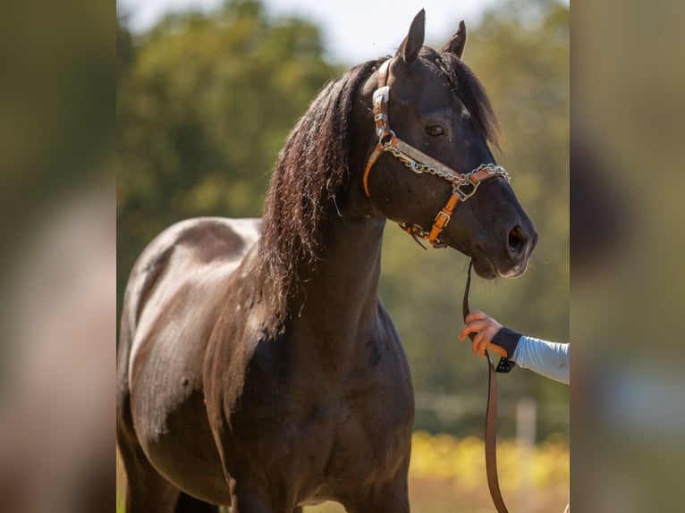 American Quarter Horse Stallone Morello in Quitzdorf am See